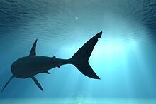 tips for swimming with the sharks
